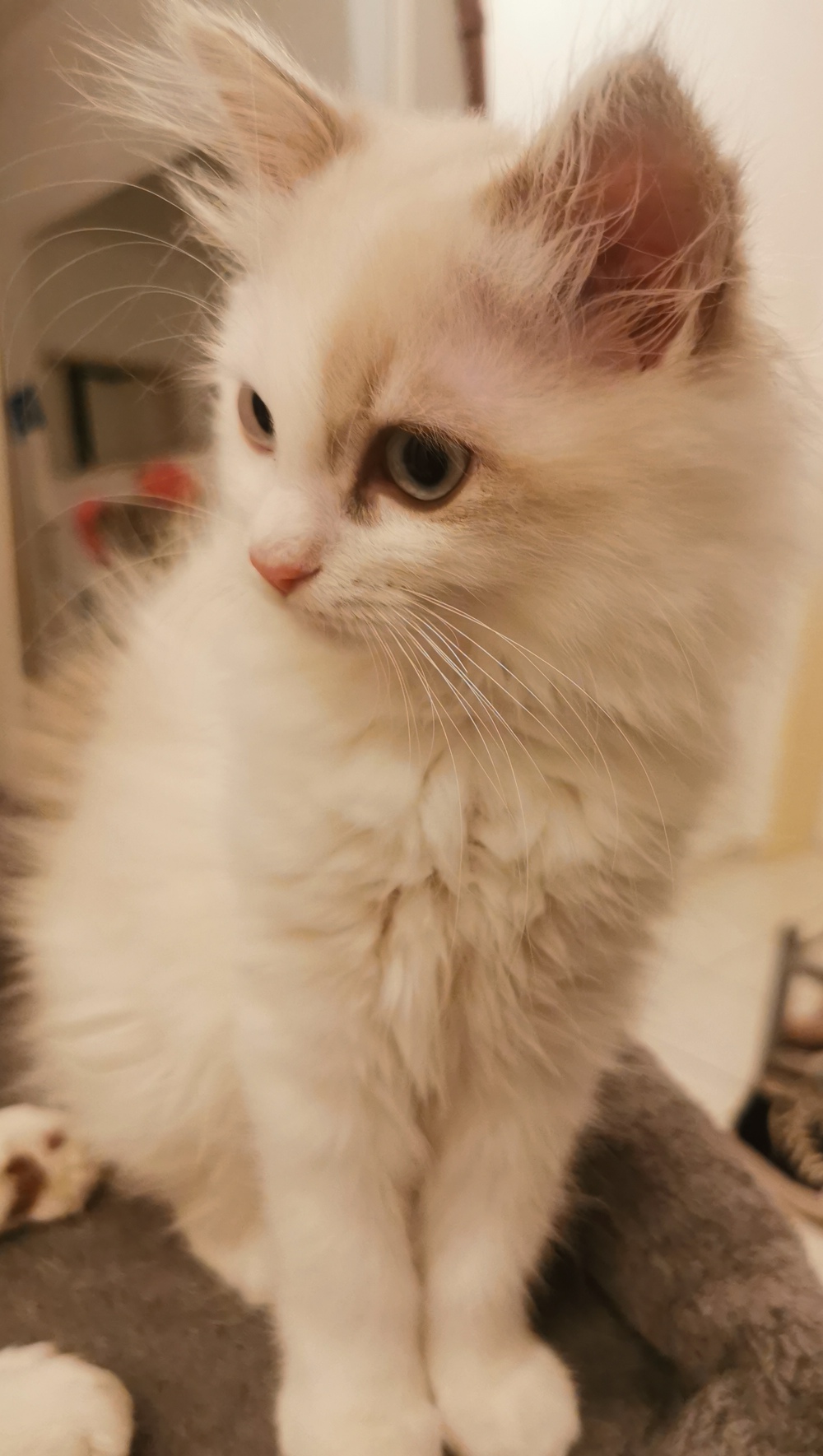 Ragdoll Kitten zu verkaufen 