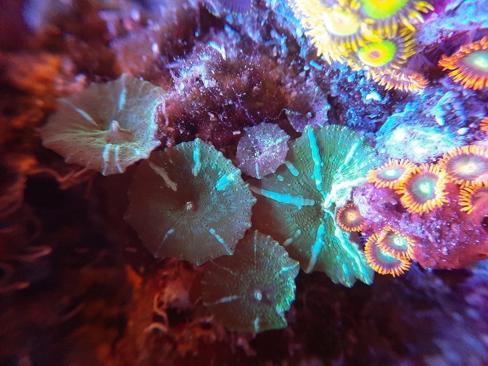 Discosoma grün