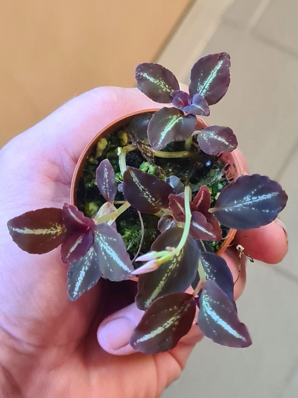 Sonerila Tuber Red,  Miniatur Pflanze,  spec China,  Rarität  Regenwald Terrarium Pflanze 