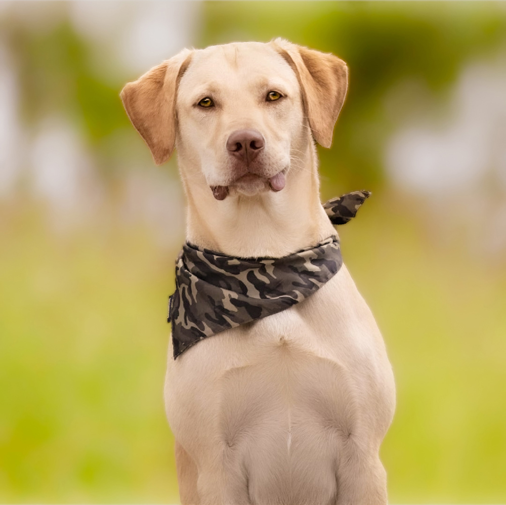 Vizsla-Labrador (Vizslador) Deckrüde 