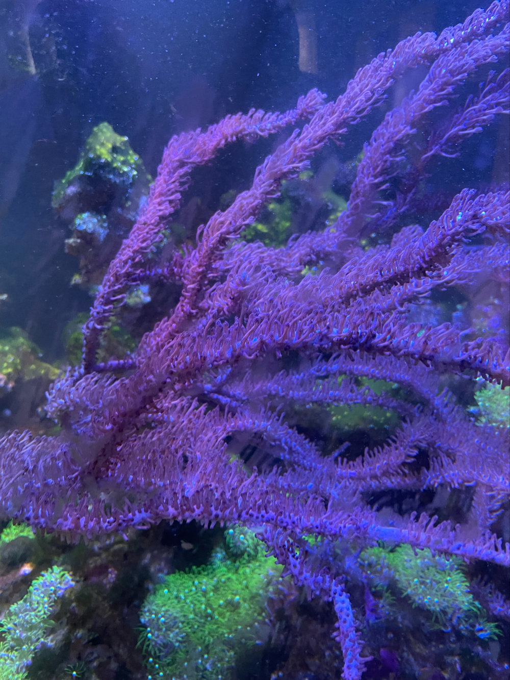 Meerwasser Aquarium Gorgonie Korallen