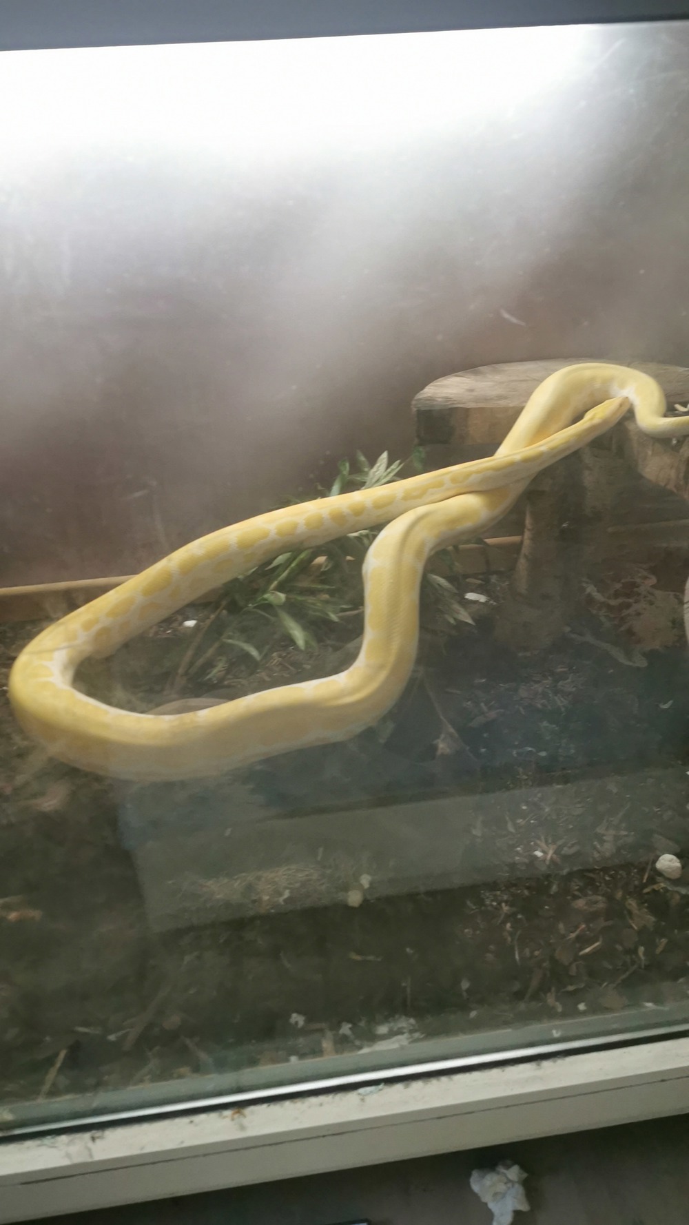 Nehme Pythons und Boas in Not kostenlos auf 