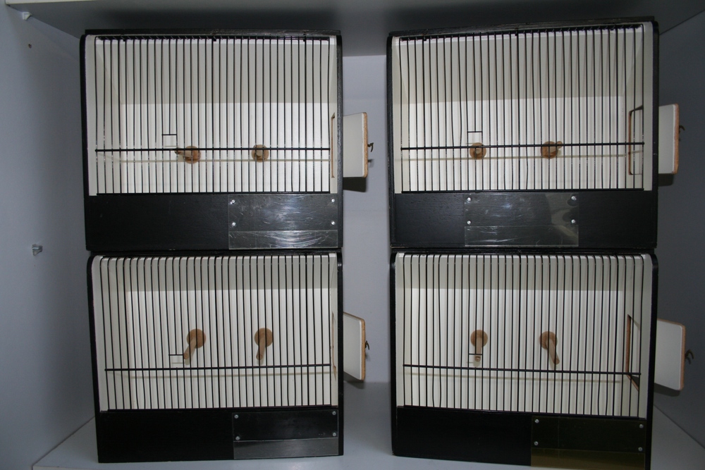 Ausstellungskäfige für Prachtfinken