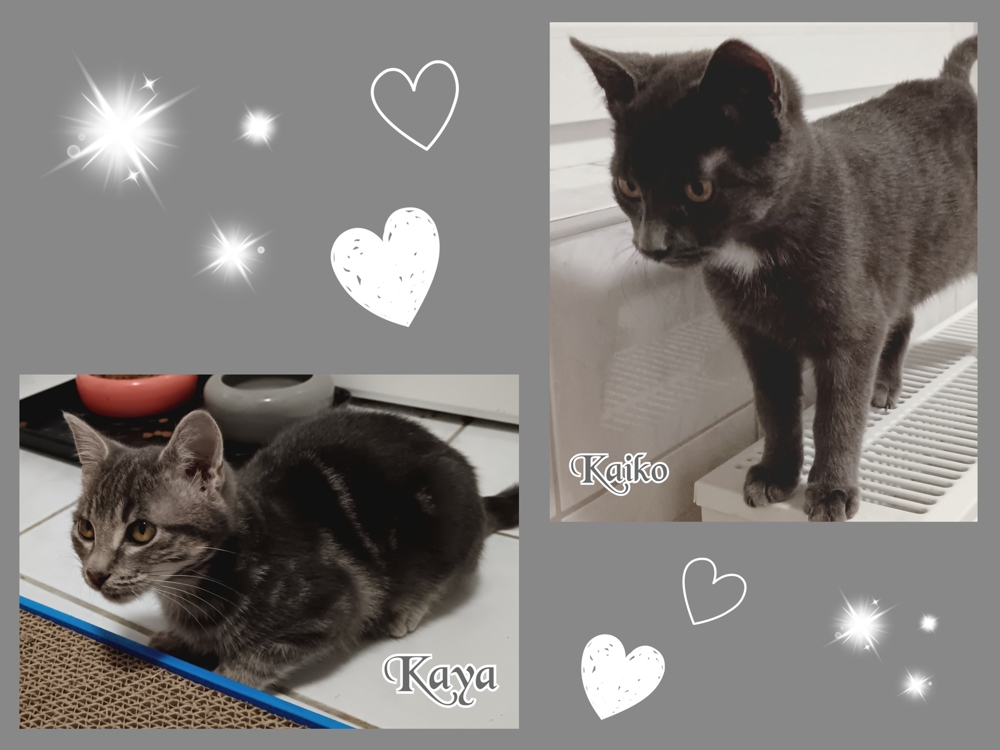 Kaiko und Kaya, 5 Monate, suchen Zuhause!