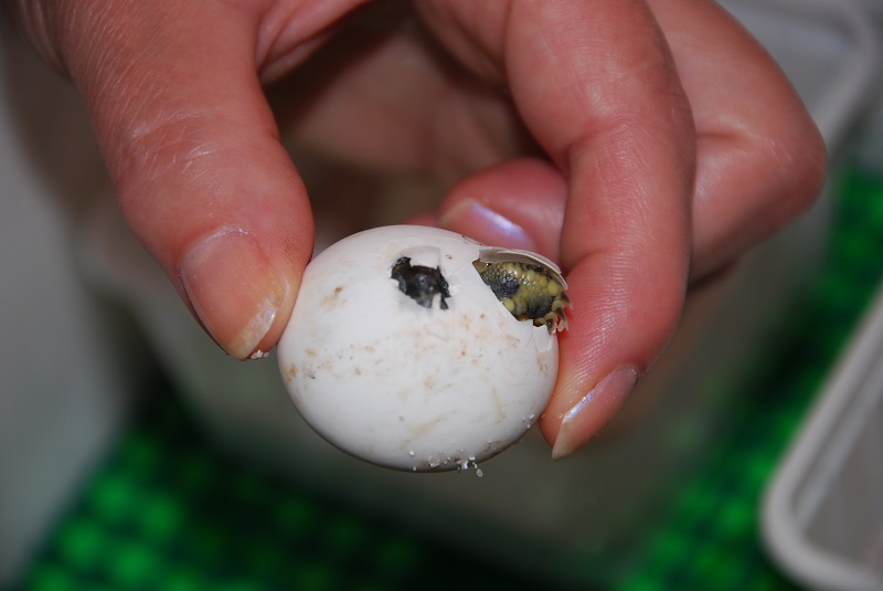 Griechische Landschildkröten Babys NZ 2024