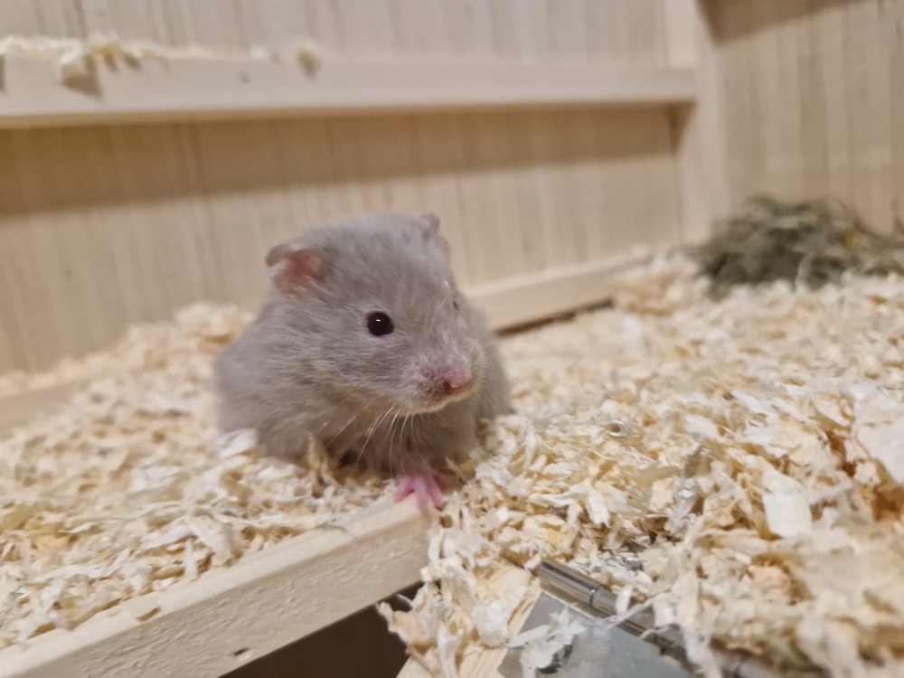 Hamster babys suchen ein neues Zuhause 