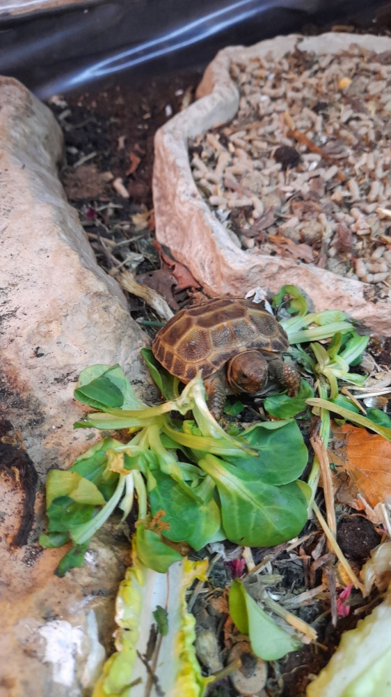 Landschikdkröten 2023 Vierzehensteppen 