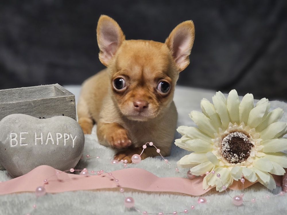 reinrassiges Chihuahuamädchen sucht ein Zuhause 