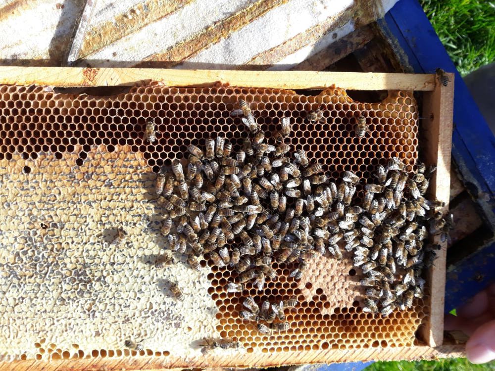 Bienenvölker zu verkaufen in 57539 Etzbach 