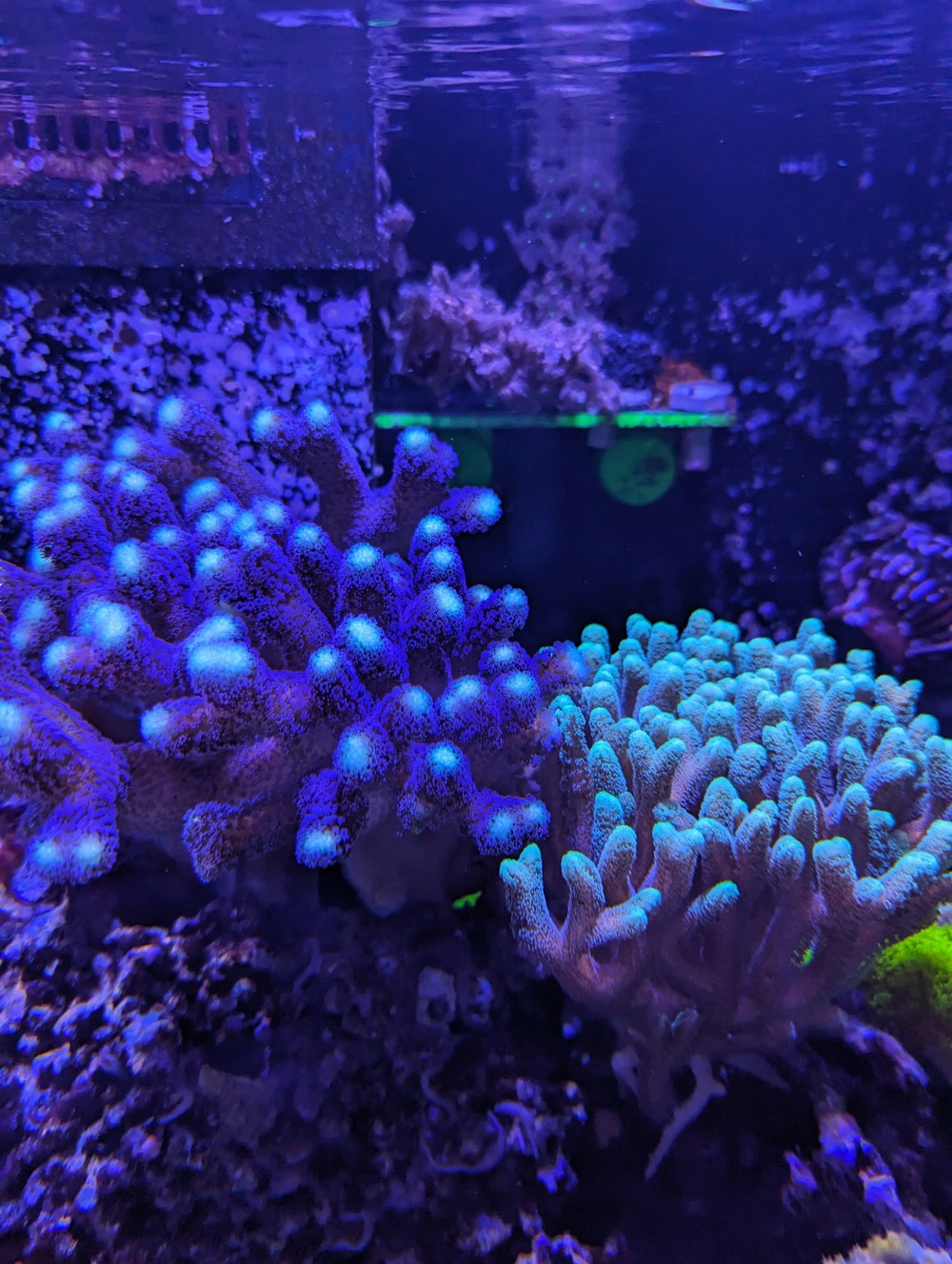 Korallen Ableger Meerwasser Aquarium LPS SPS Weichkorallen Zoanthus u.m.