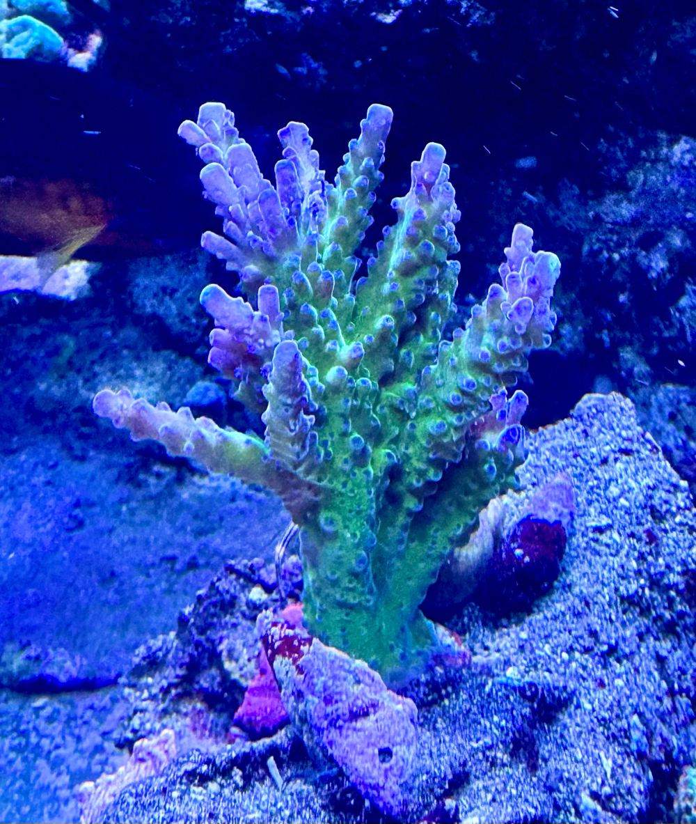 SPS Koralle