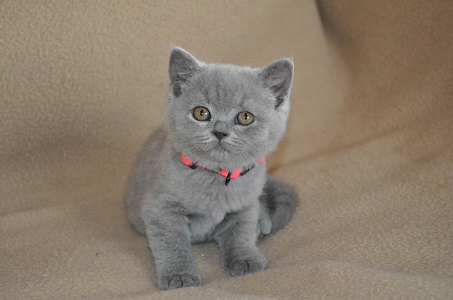 Wunderschöne Kätzchen zu verkaufen - Britische Kurzhaar-Kätzchen