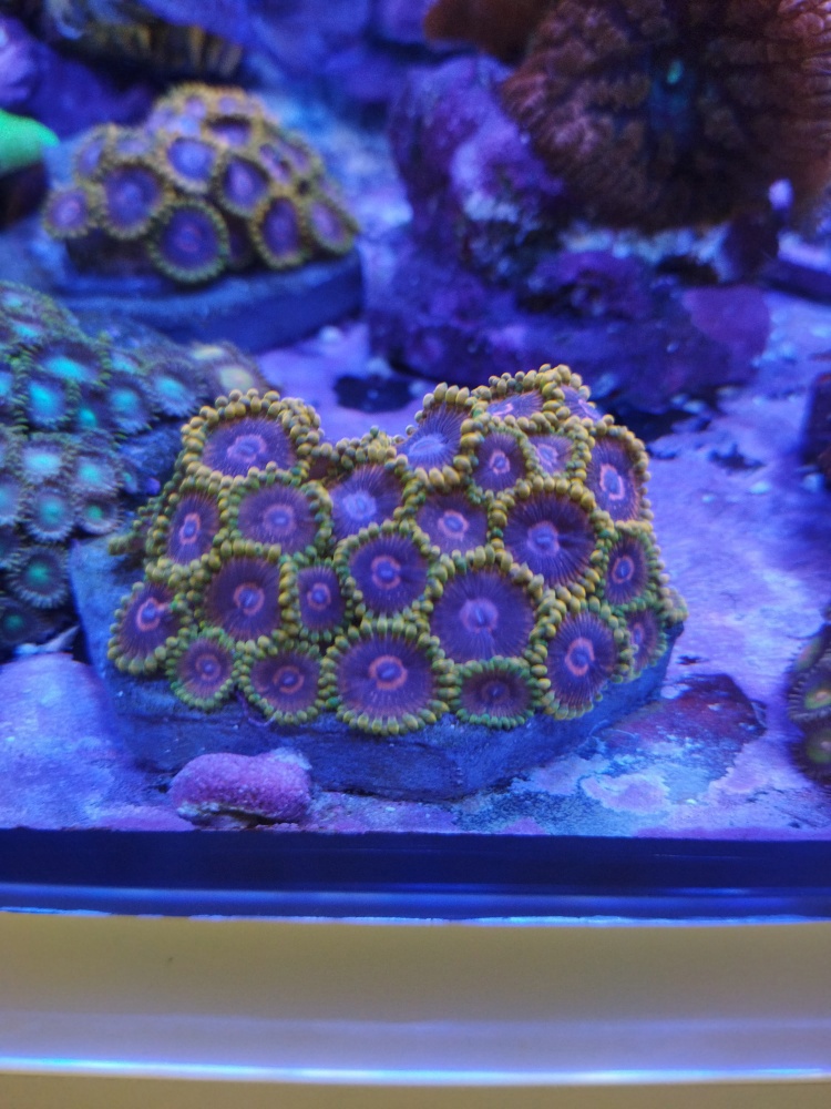 zohantus mind tick Meerwasser Koralle 
