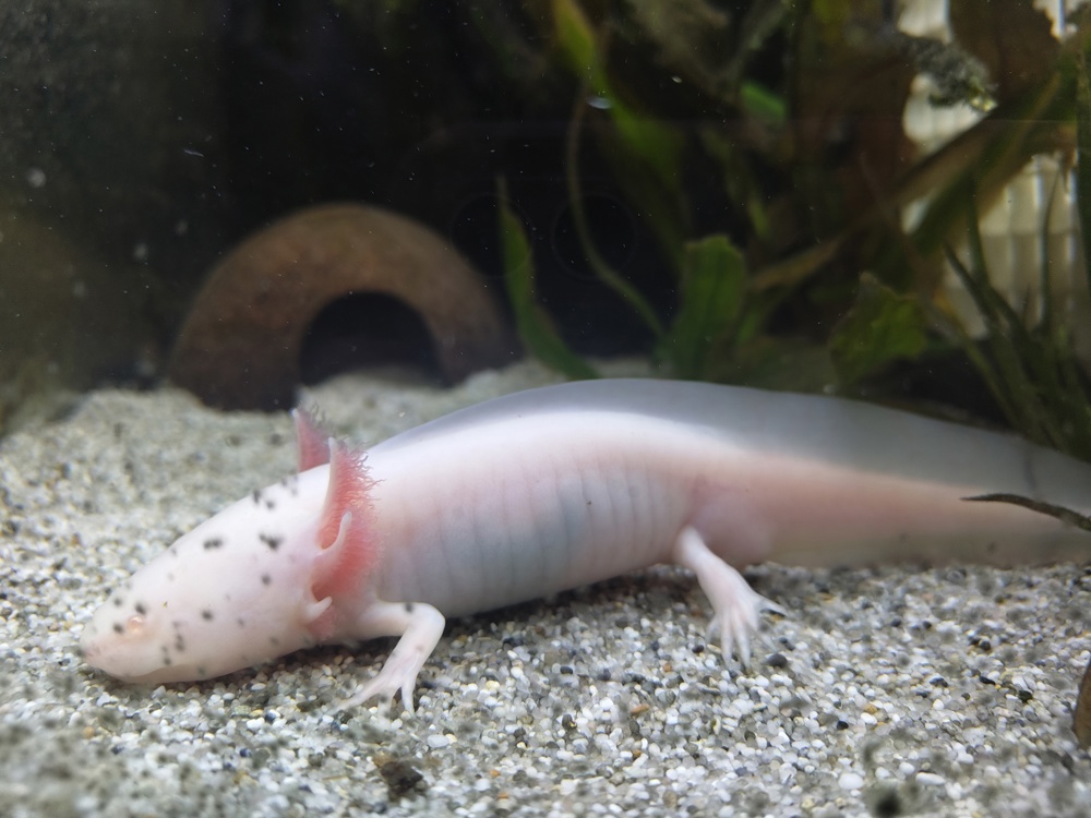axolotl albino männlich 