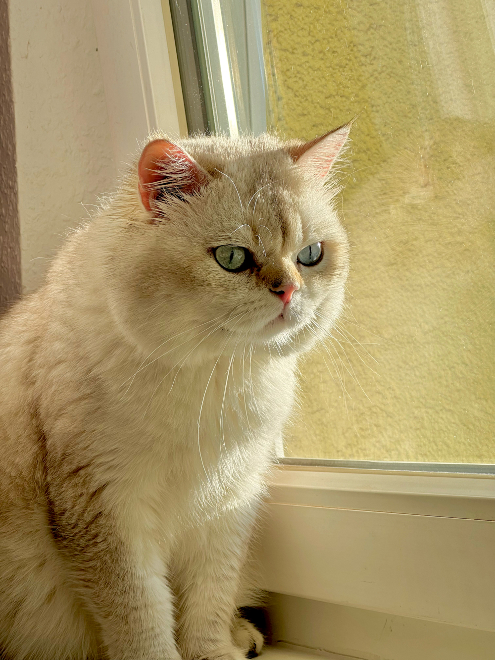 Bkh Deckkater chocolate golden point mit Stammbaum