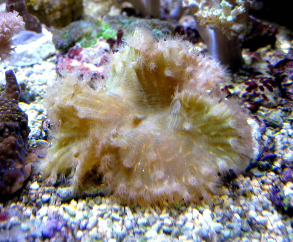 Korallenableger mit Versand- Sinularia dura