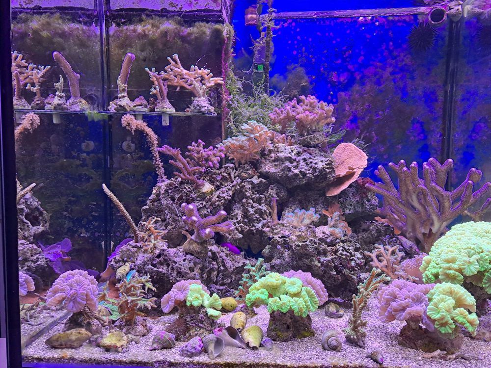 Korallen abzugeben