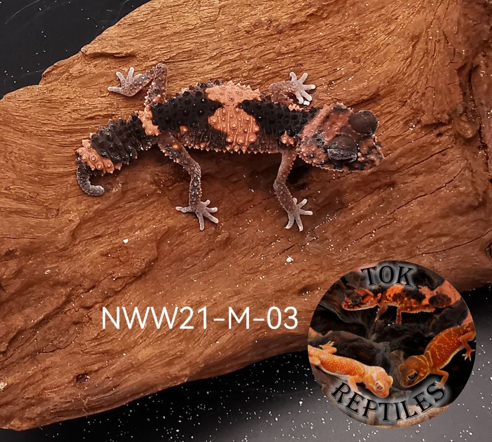 2.0 Nephrurus Wheeleri Wheeleri (rauer Knopfschwanz-Gecko)