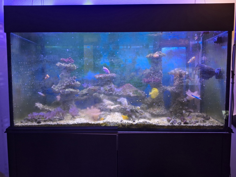 Meerwasser Aquarium komplett
