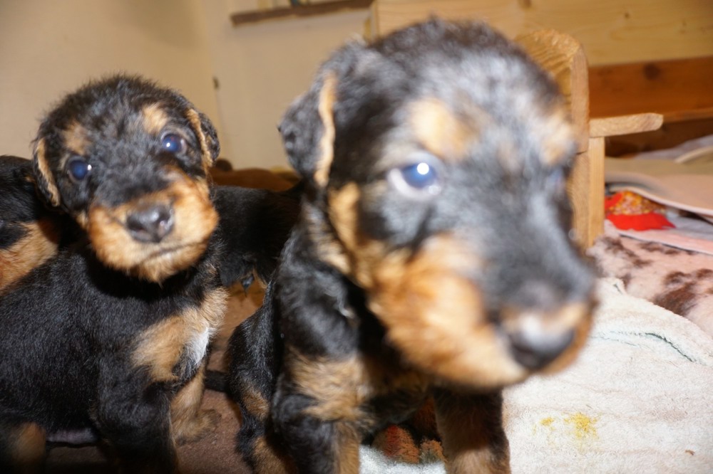 Airedale Welpen