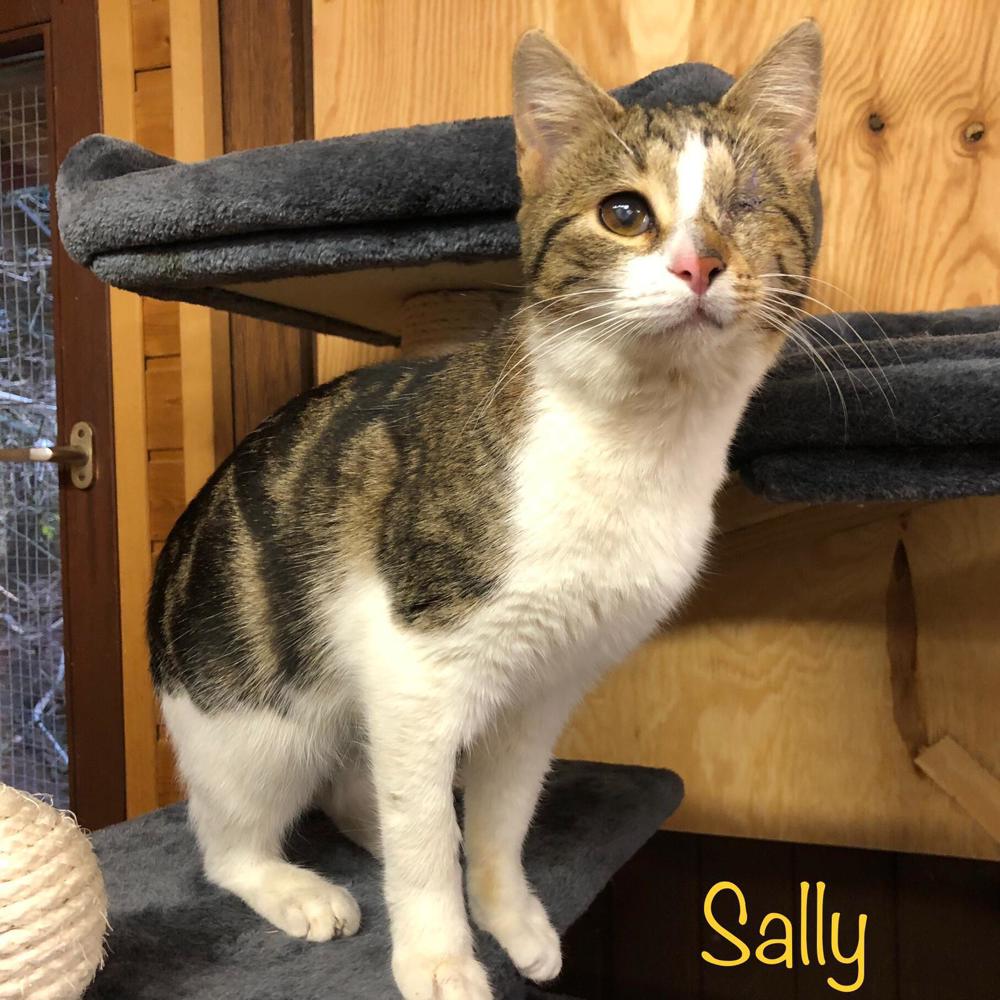 SALLY (geb. 07 2023) sucht ihr Zuhause!