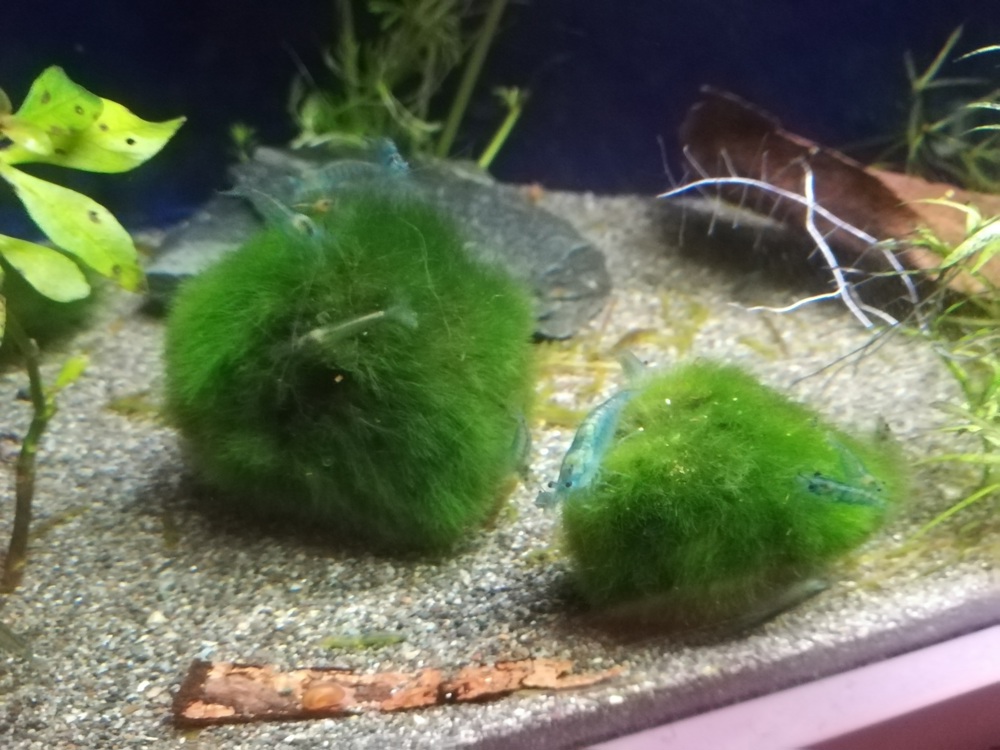 Mooskugeln 3-4cm Cladophora aegagropila Mooskugel VERSAND möglich