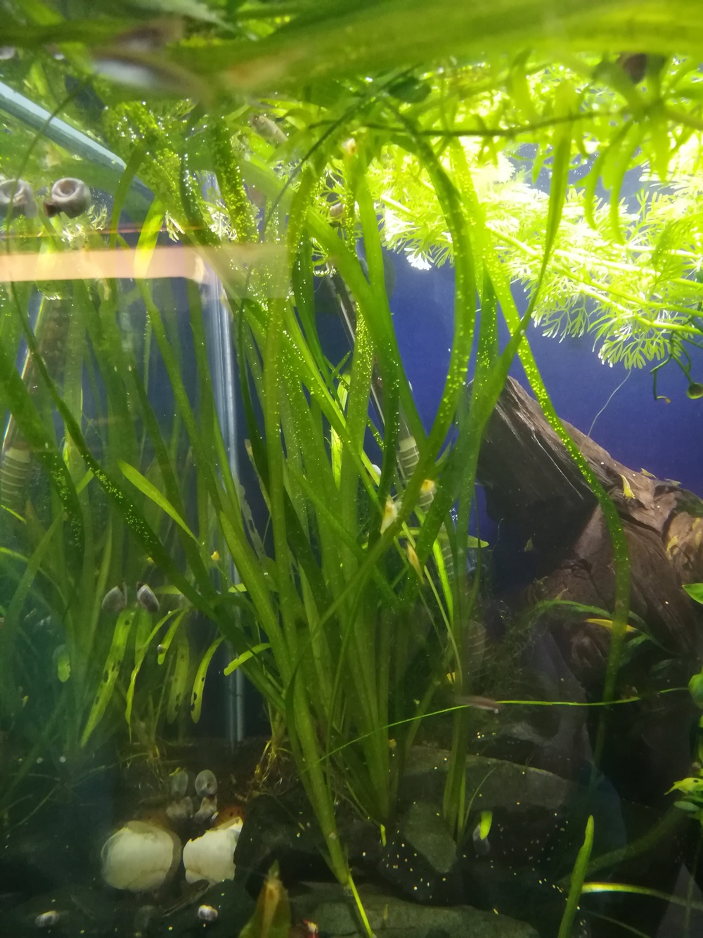 Schraubenvallisnerie, Vallisneria spiralis 1 Ableger = 2   Versand