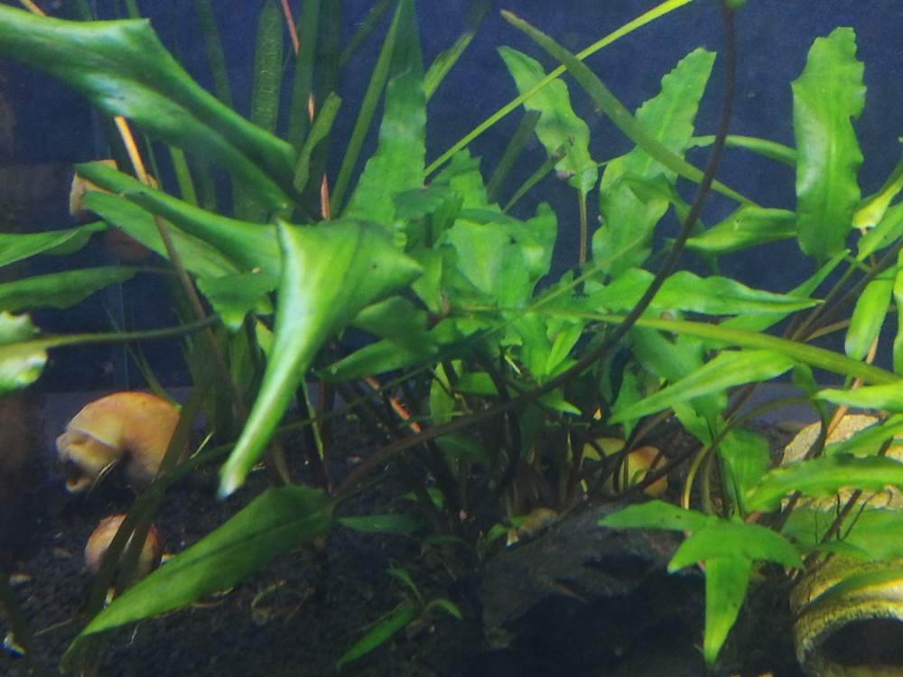 Ableger Wasserkelch (Cryptocoryne) 1 Stück = 2  Versand möglich