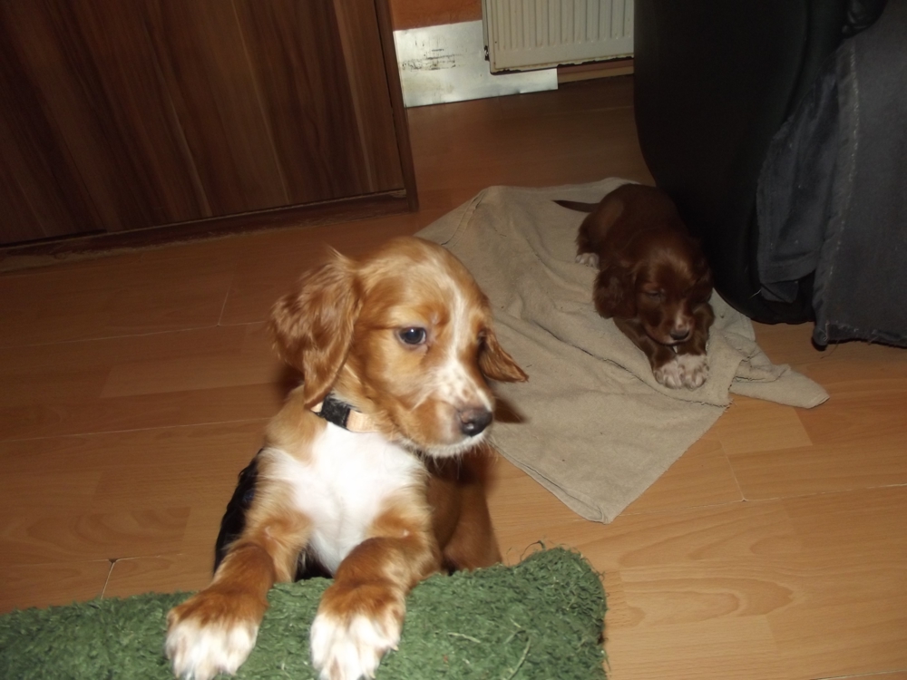 Irish- Englich - Setterwelpen