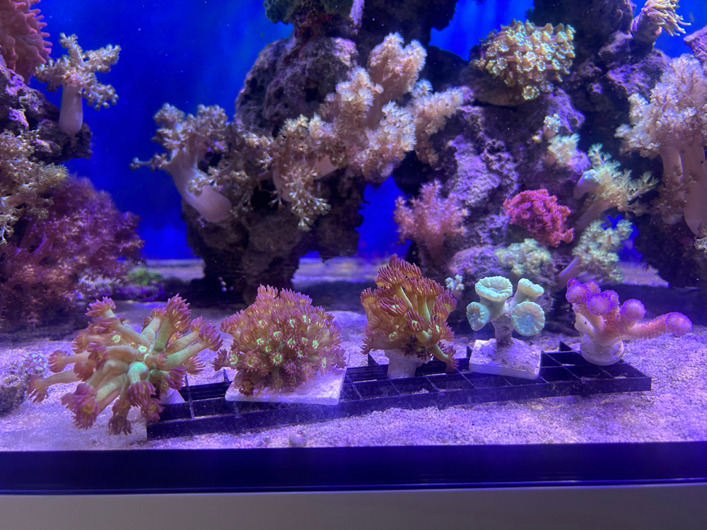 meerwasser korallen