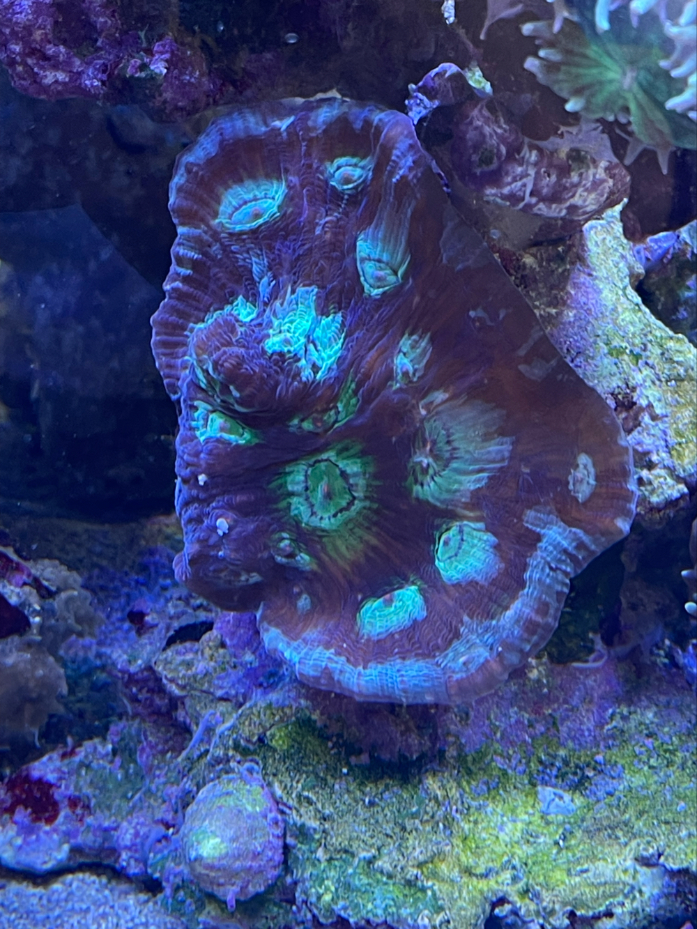 Meerwasser verschiedene Korallen