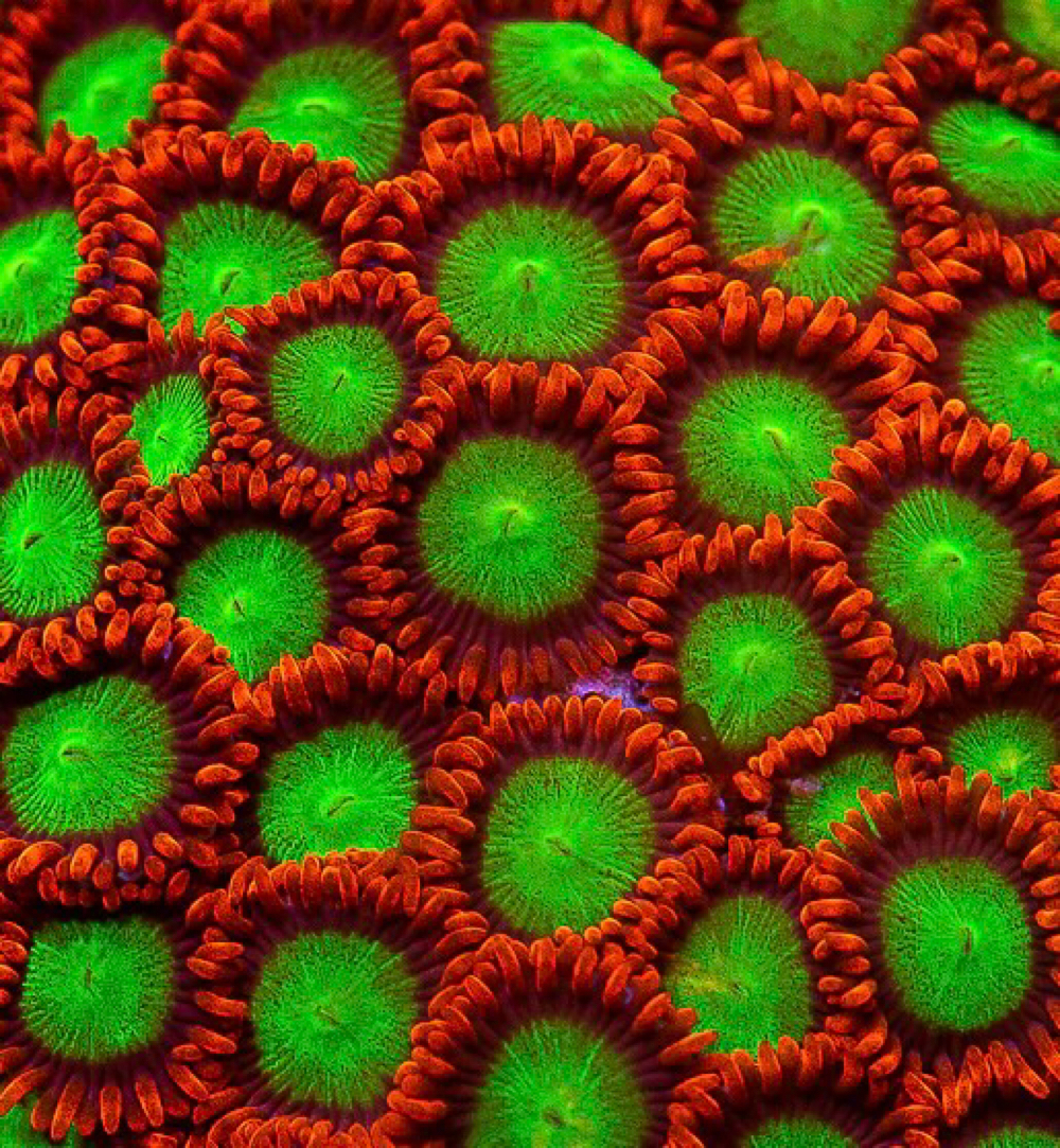 4 Polypen Golbin's Fire Zoanthus Meerwasser Korallen Ableger