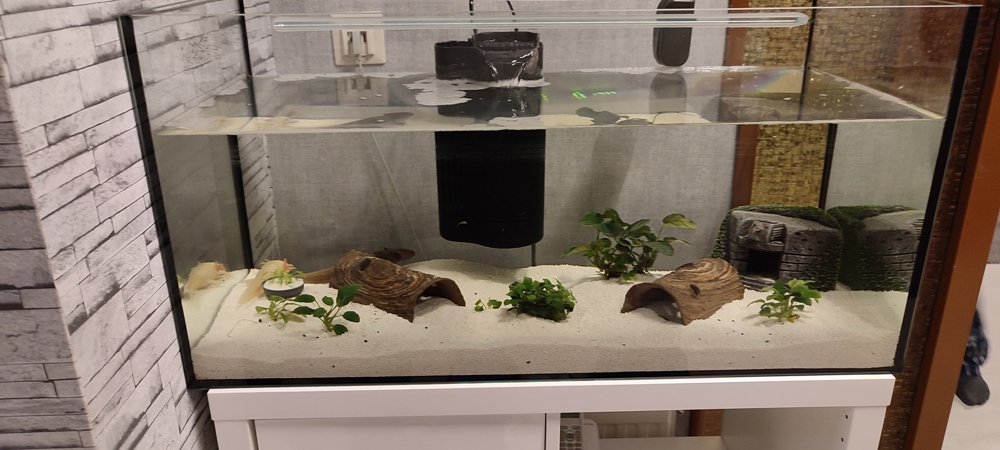 Axoloten mit Aquarium 