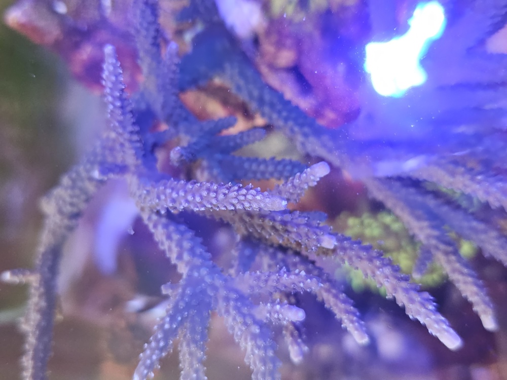 Koralle Acropora blau lila
