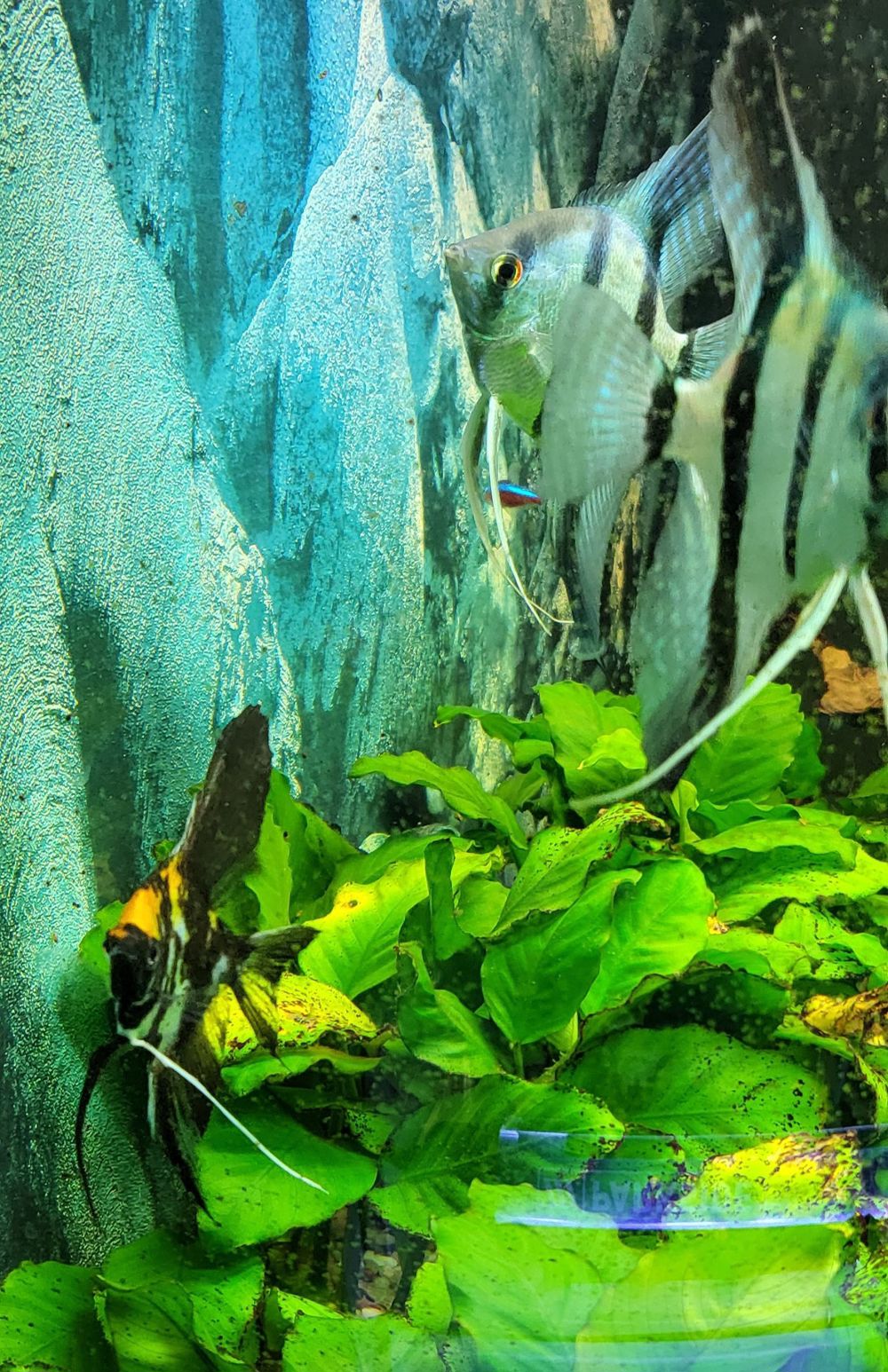 Skalare Platinum blau sehr schöne Färbung