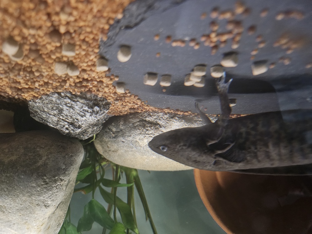 Fünf Axolotel mit Aquarium zu verkaufen 
