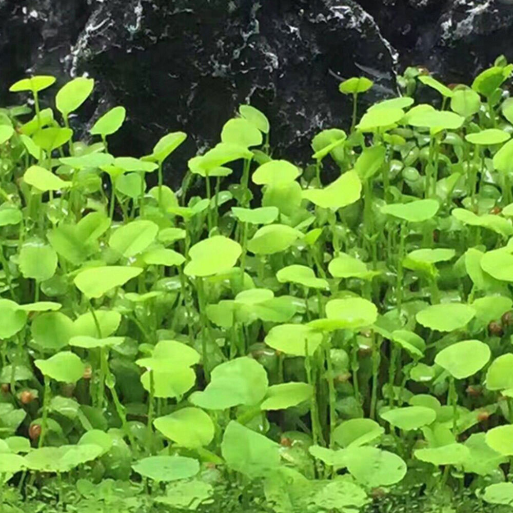 Lovegras (Blatt in Herzform)