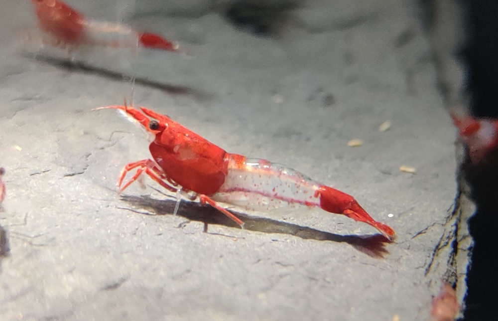 Red Rili Sakura Garnele - Neocaridina davidi - Aquarium - Nano