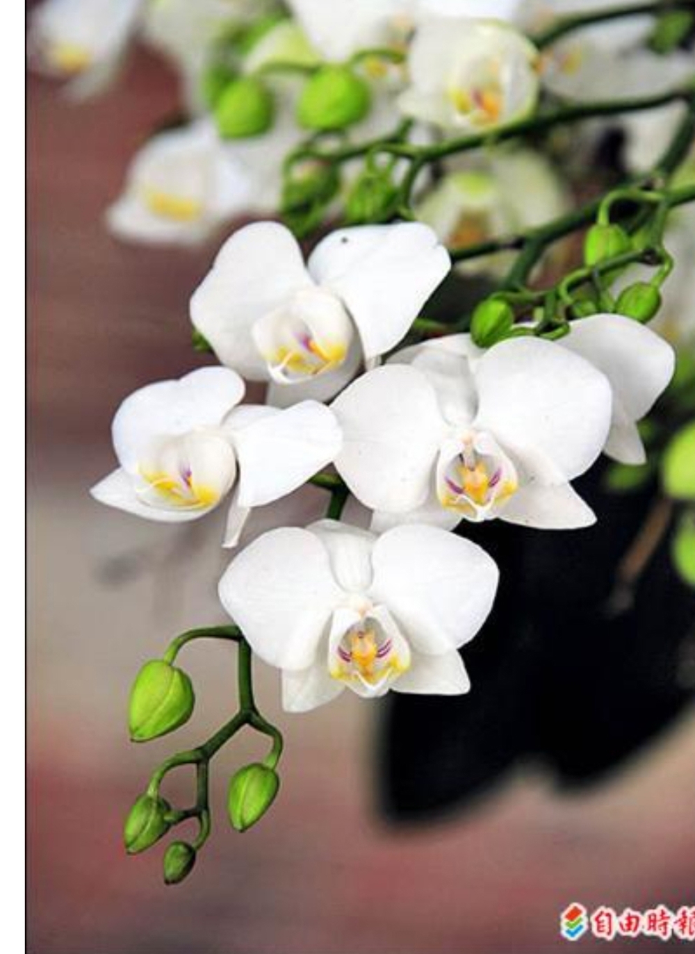 Orchidee China massagen 