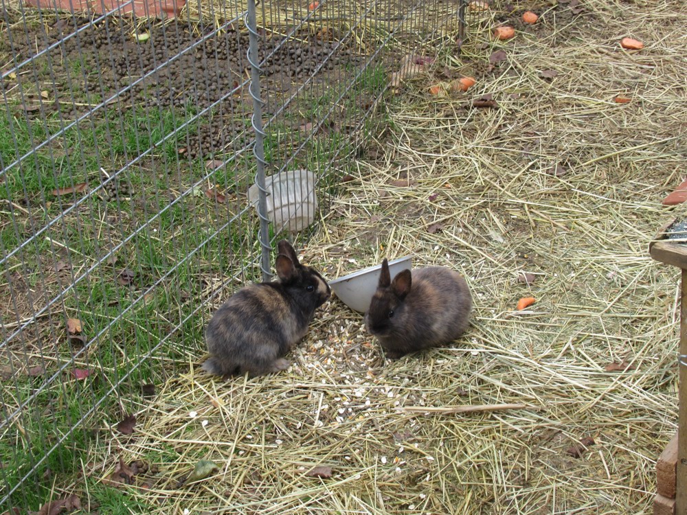 Kaninchen aus dem Garten sind Winterfest