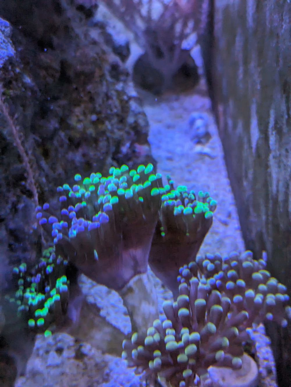 Korallenableger 