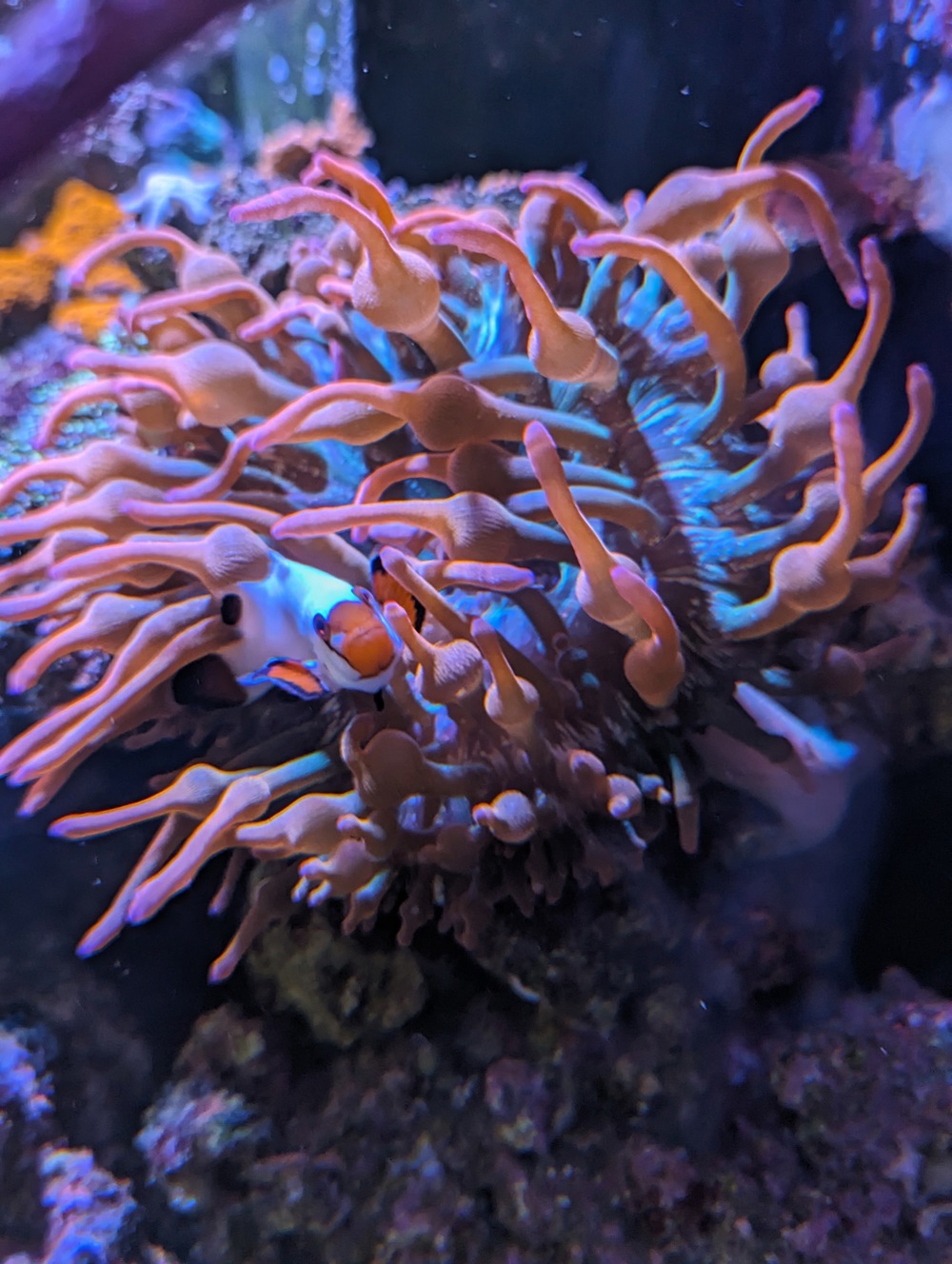 meerwasser anemone sunburst quadricolour