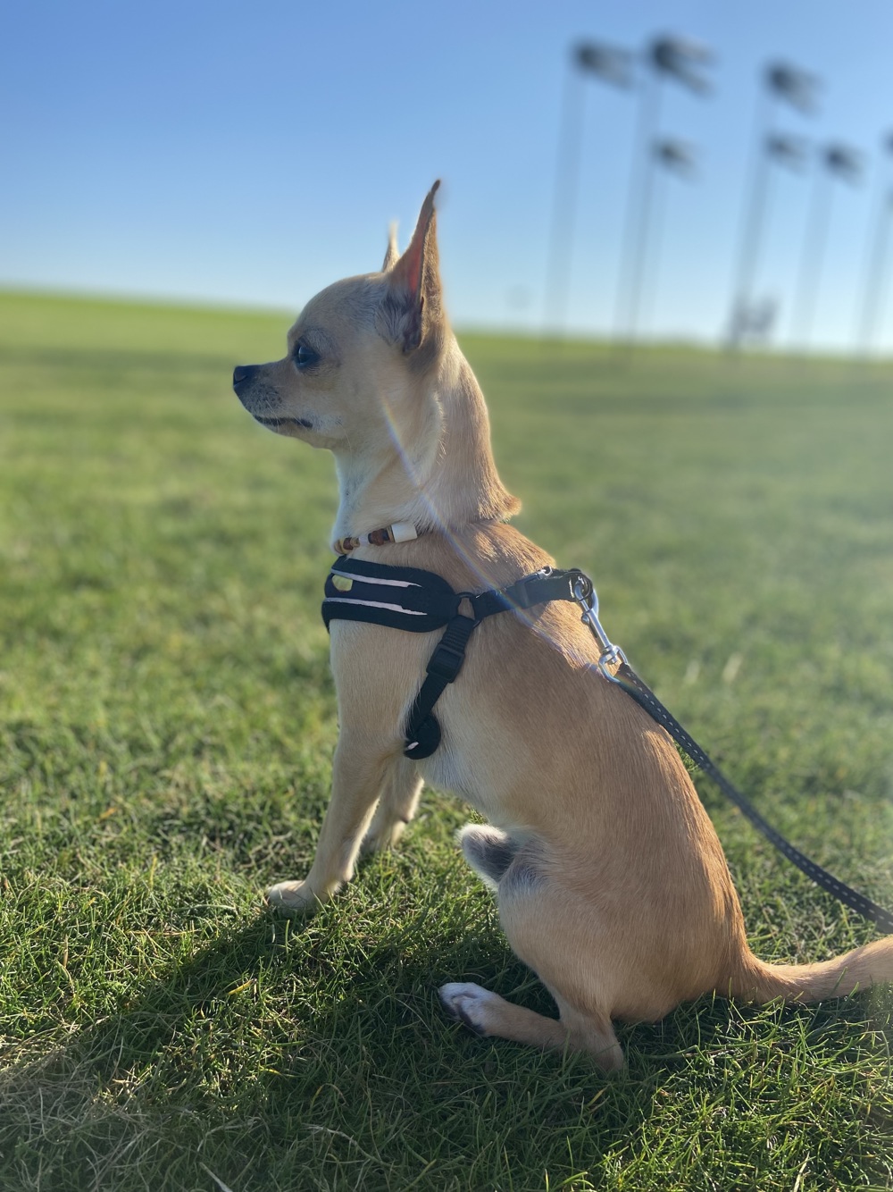 Süßer Deckrüde Chihuahua