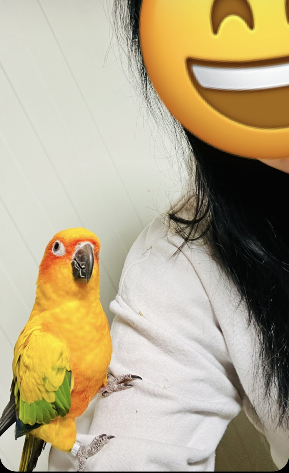 Sonnensittiche handzahm Papagei 