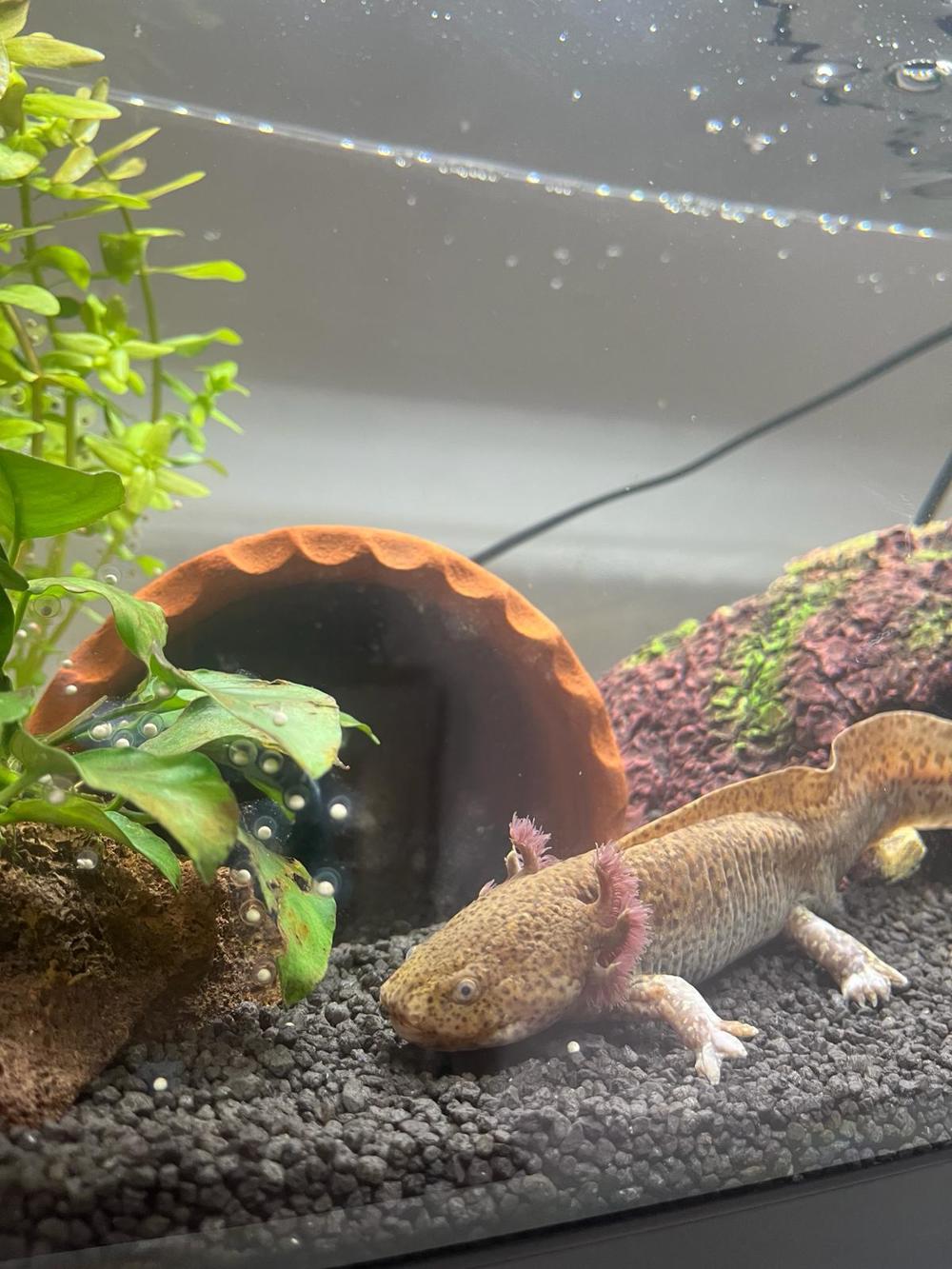 Axolotl Eier Copper abzugeben