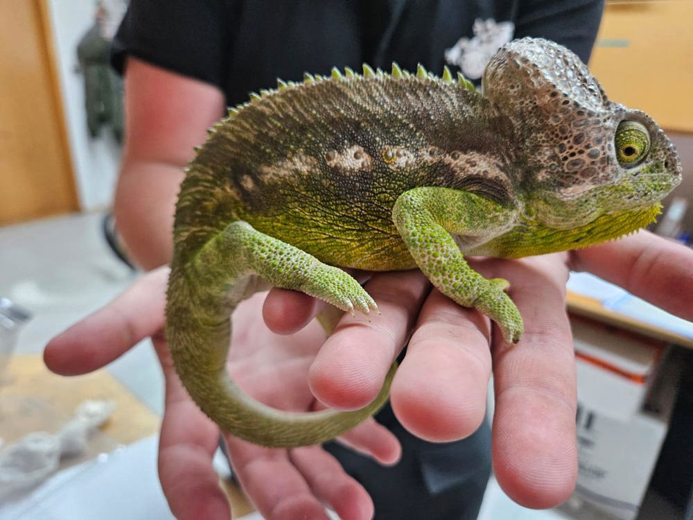 Warzenchamäleon (furcifer verrucosus) Pärchen 1.1