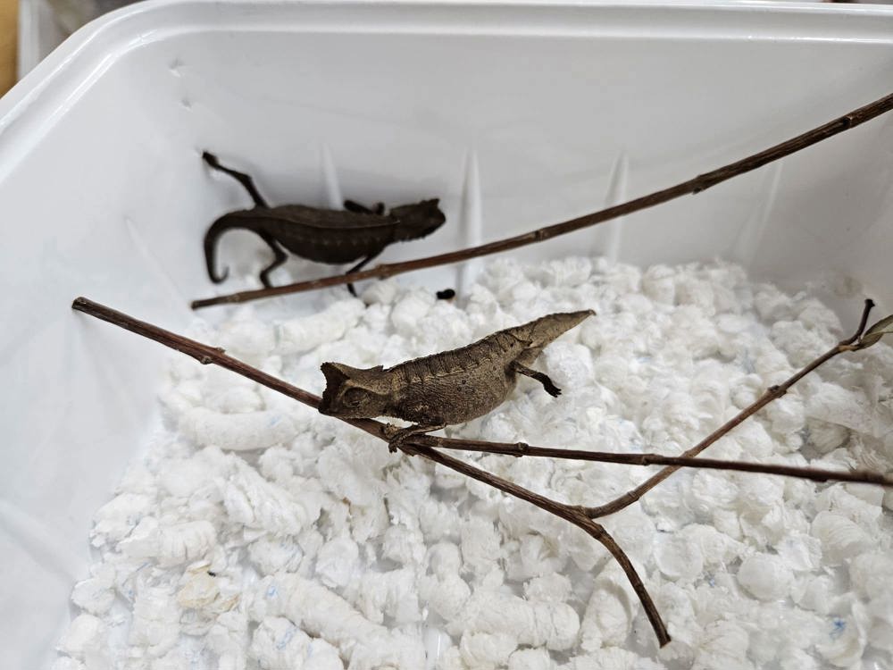 Erdchamäleon (Brookesia) 