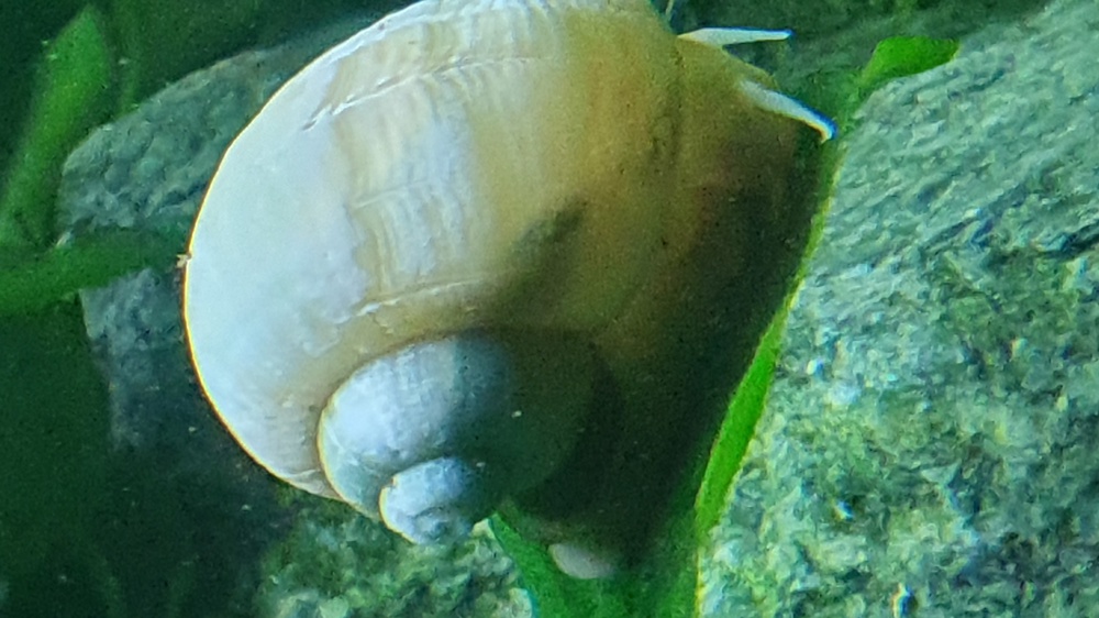 Große Aquarium Schnecken 