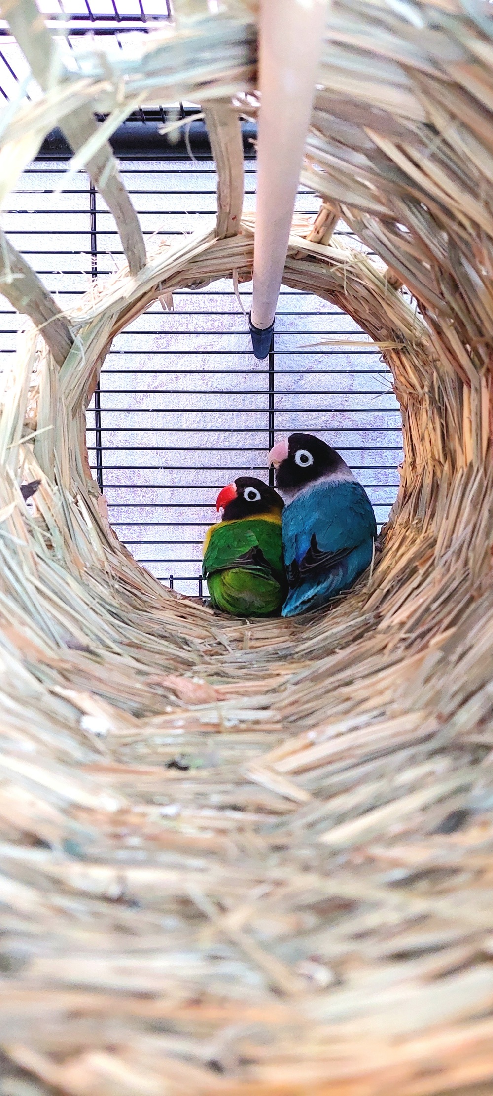 Agaporniden Unzertrennliche Schwarzköpfchen Paar Papagein 