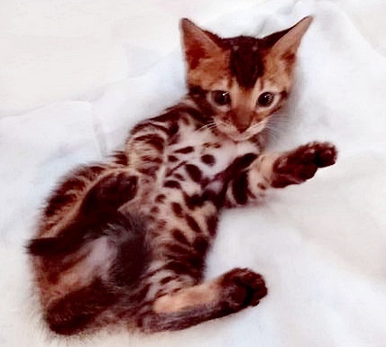 Wunderschöne reinrassige Bengalen Kitten